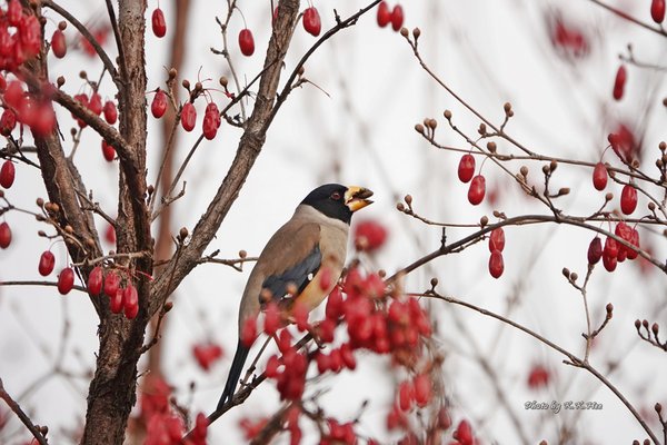 밀화부리